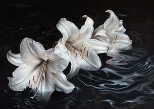 Lilies