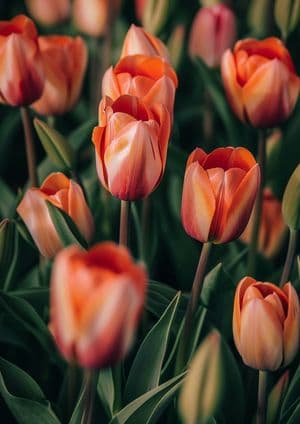 Tulips