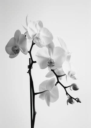 Orchid