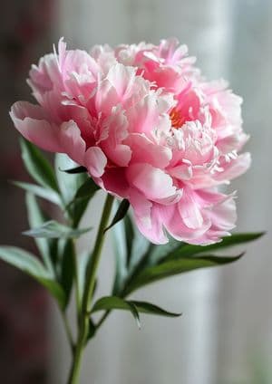 Peony