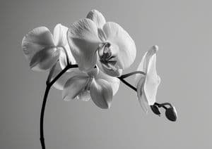 Orchid