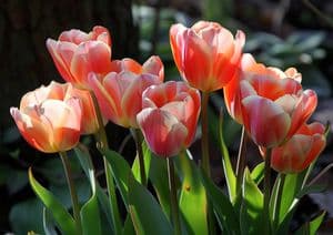 Tulips