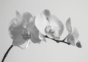 Orchid