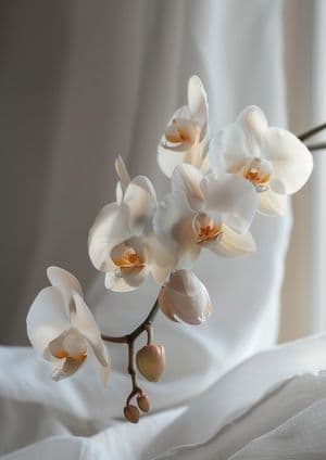 Orchid