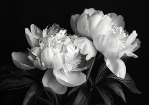 Peony